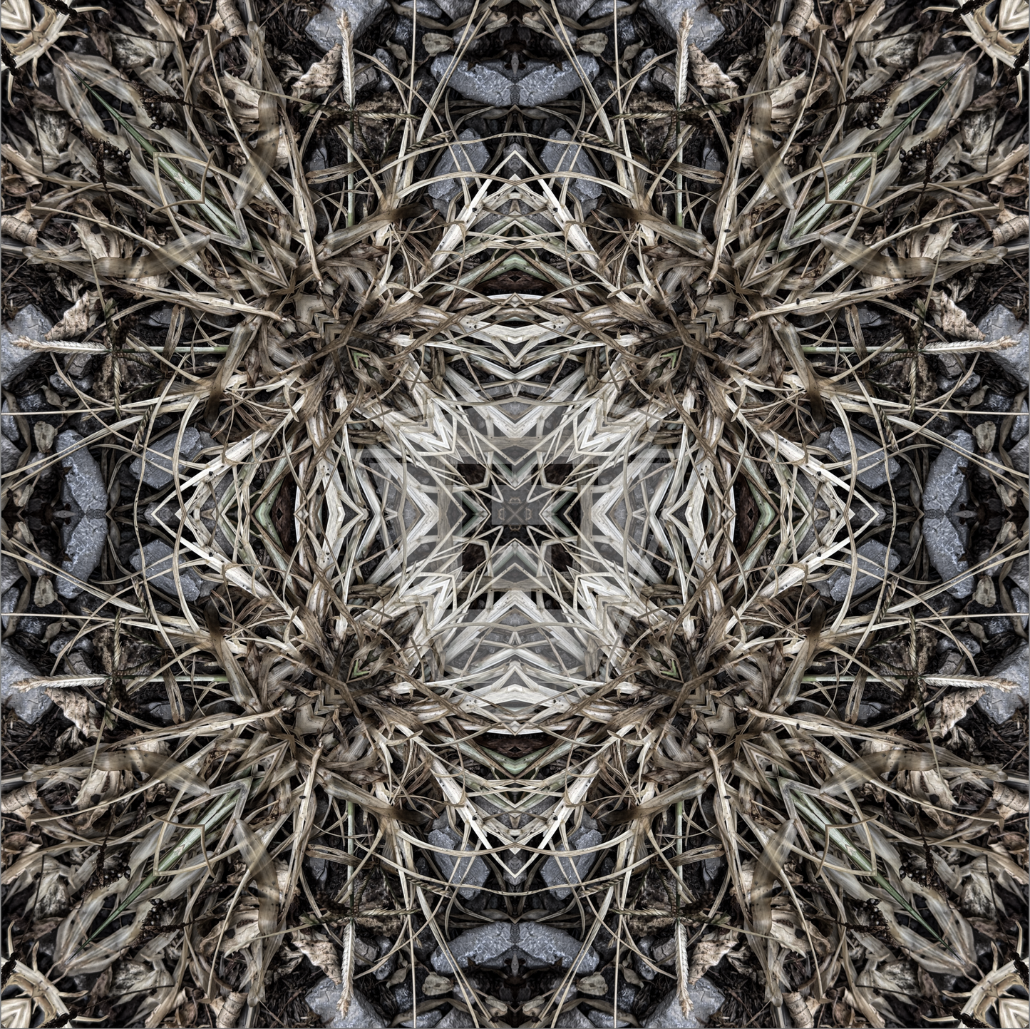Crabgrass & Rock Cross 2025 VIII- 12x12" Print