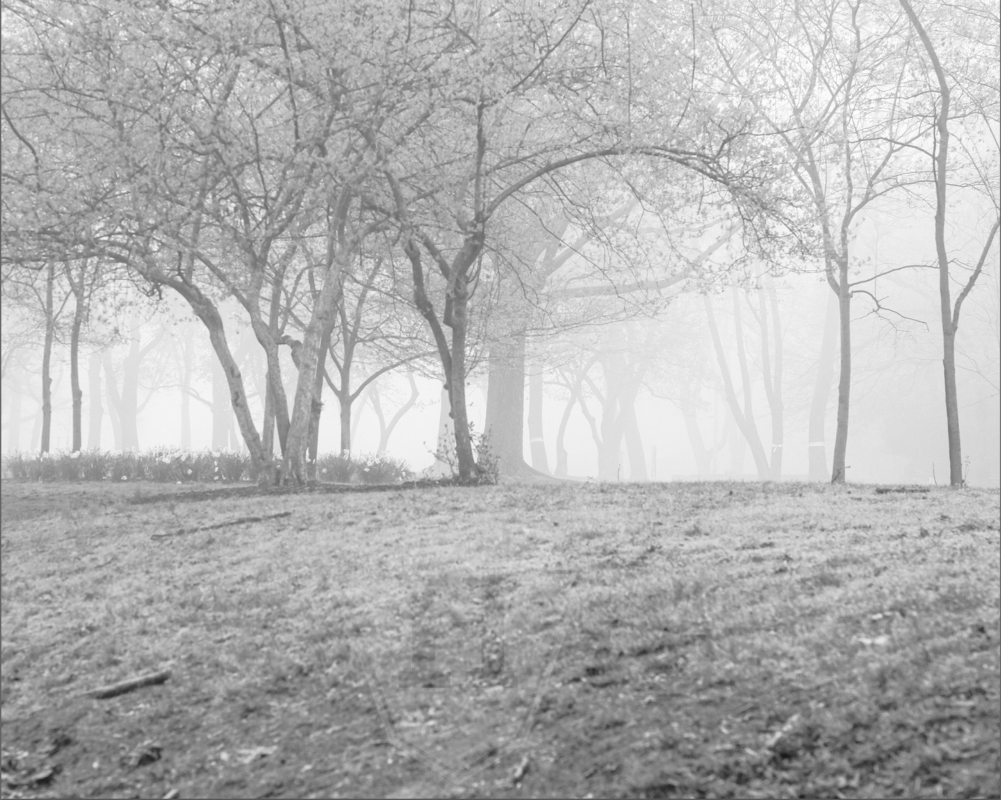 Frick Park Fog 1 - 10x8" Print