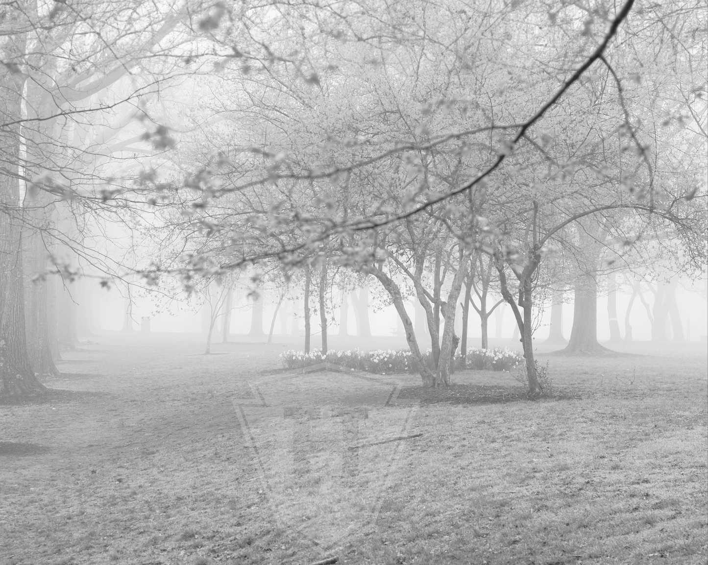 Frick Park Fog 2 - 10x8" Print