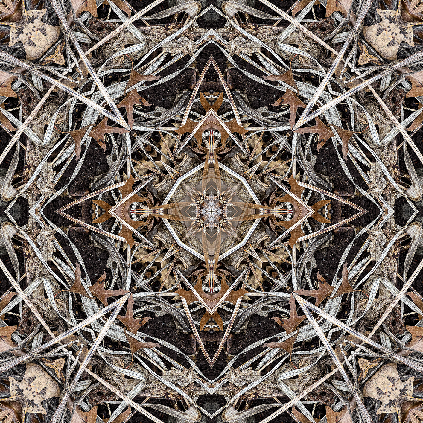 Hosta Cross 2025 I - 12x12" Print