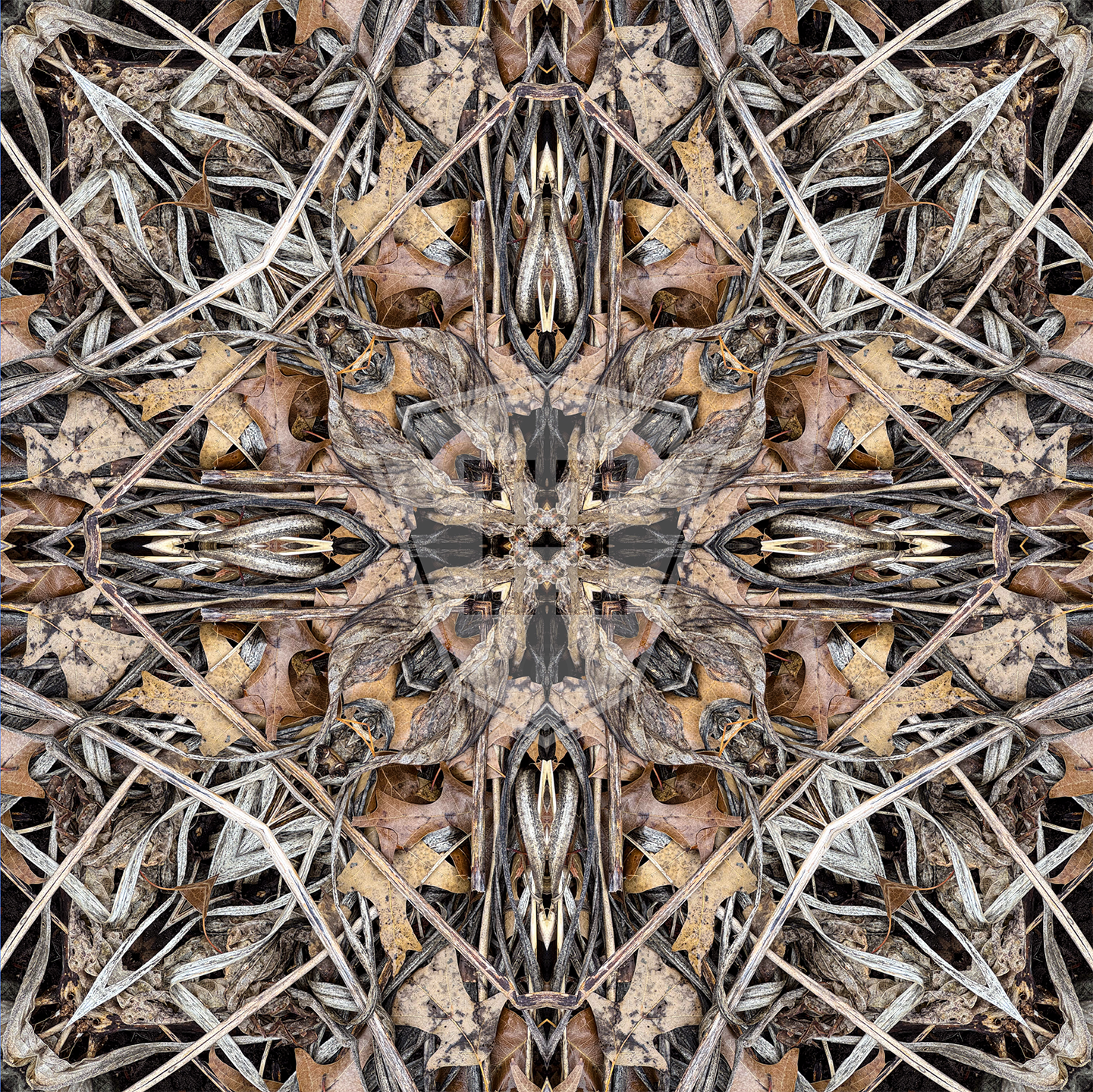 Hosta Cross 2025 VI- 12x12" Print