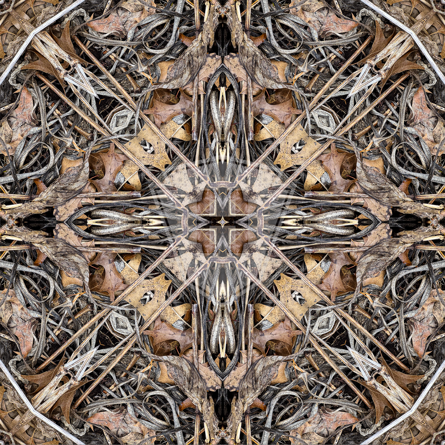 Hosta Cross 2025 VII- 12x12" Print