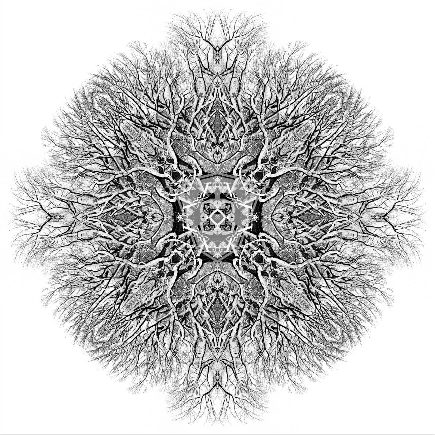 Snow Oak 2 Organic Cross 2023 - 12x12" Print
