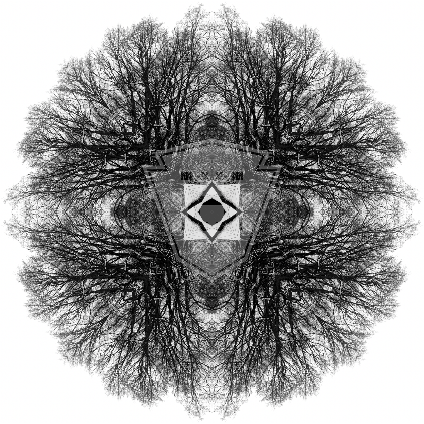 Oak Tree Organic Cross 2021 - 12x12" Print