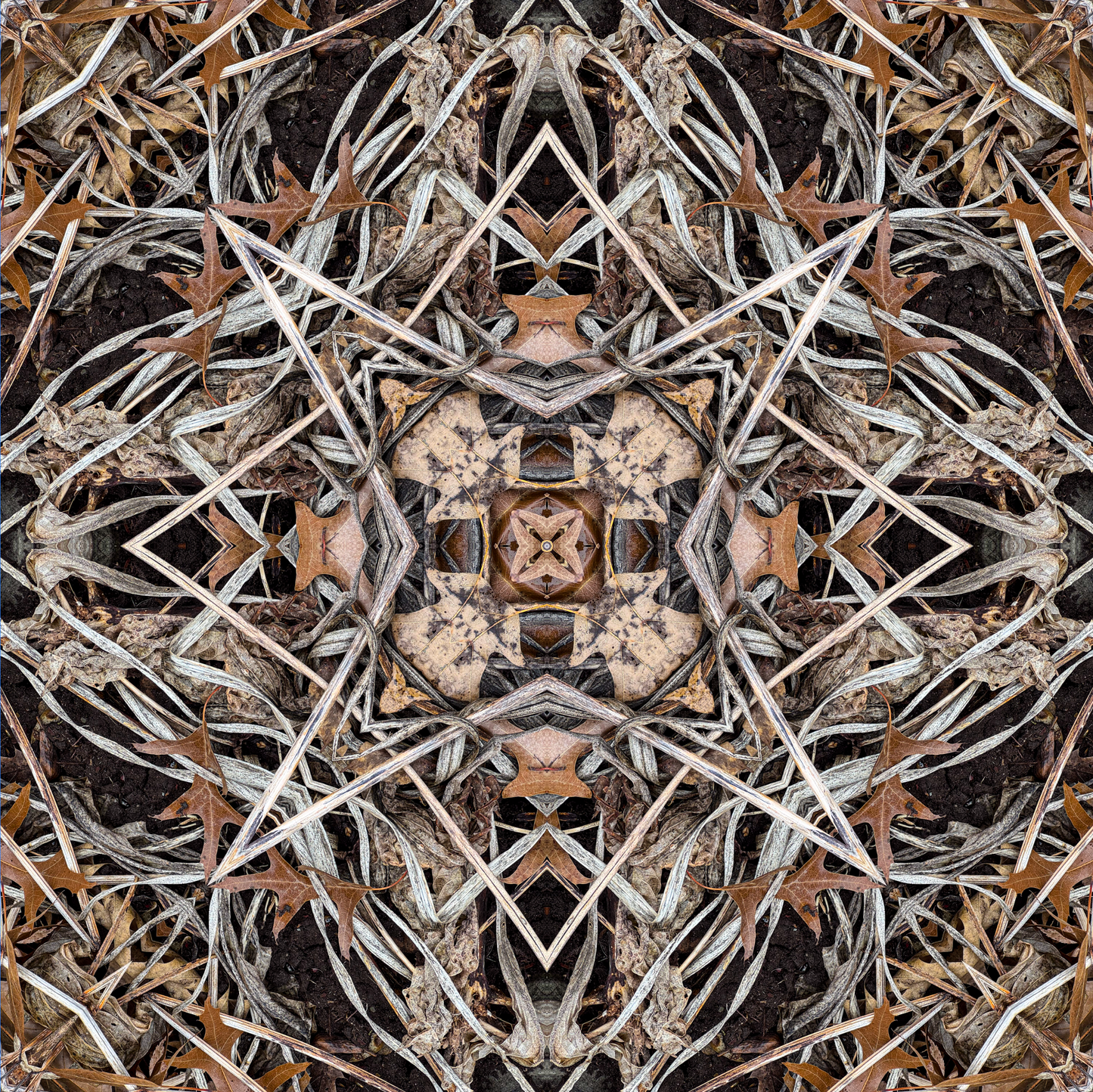Hosta Cross 2025 VIII- 12x12" Print