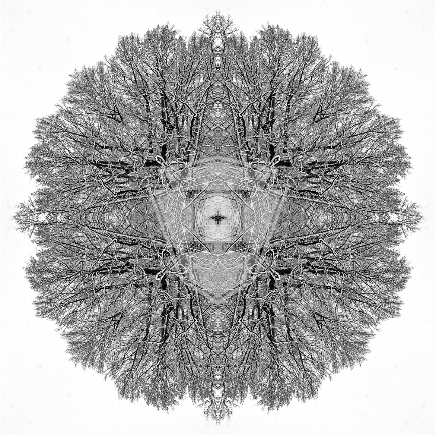 Snow Oak Organic Cross 2022 - 12x12" Print