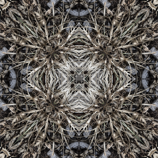Crabgrass & Rock Cross 2025 VIII- 12x12" Print