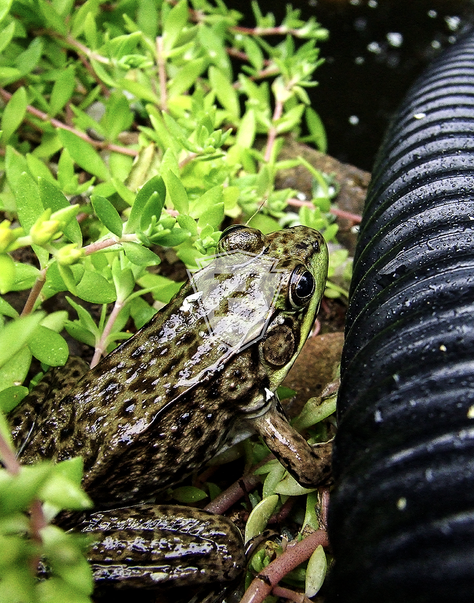 Pond Frog - 11x14" Print