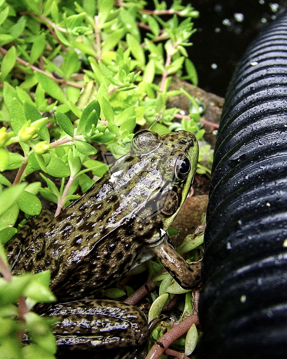 Pond Frog - 8x10" Print